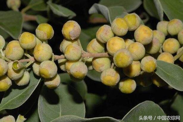 蔓荆子最新价格走势分析