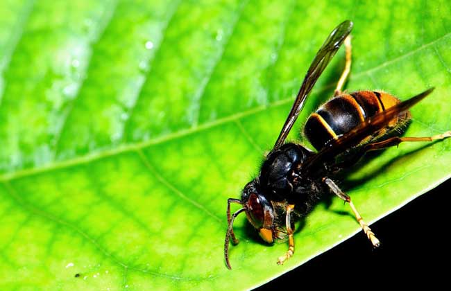 毒蜂研究，危害、防治与生态平衡的挑战探索