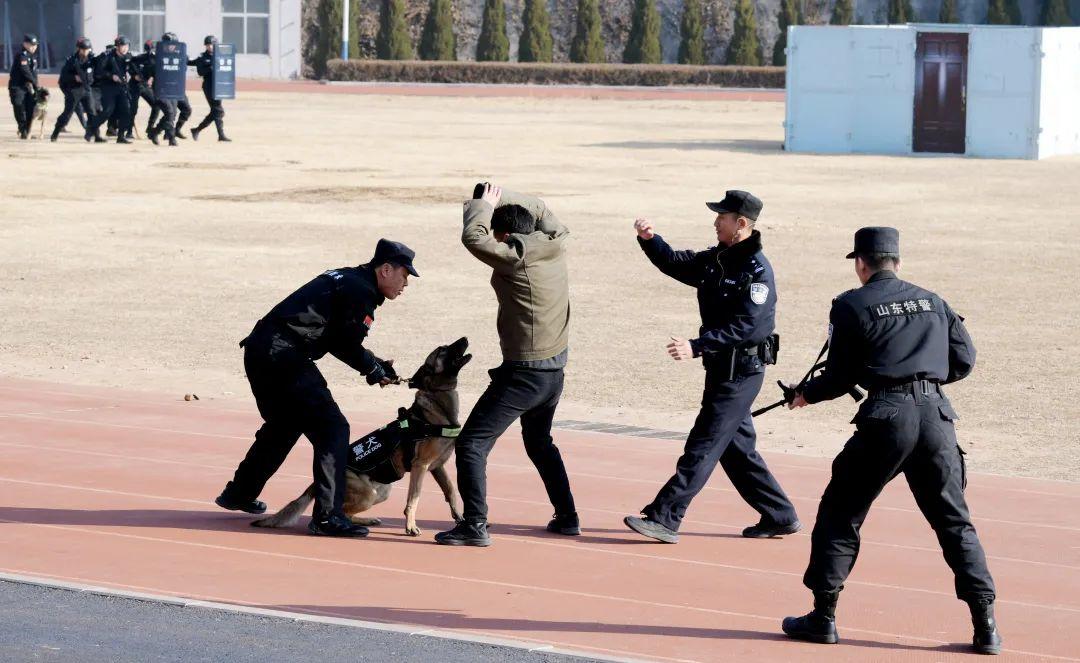 警花再启征程，正义与勇气的力量展现