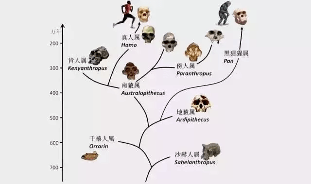 2024澳门最新开奖,动态调整策略执行_复古款25.788