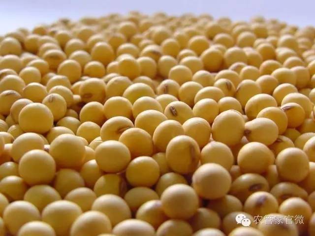 黑龙江大豆价格最新行情解析