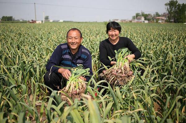 2017年杞县大蒜最新价格分析